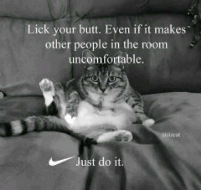 NikeCat.jpg
