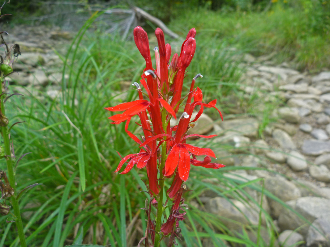 2022-09-01 6 - cardinal flower (Lobelia cardinalis  L.)