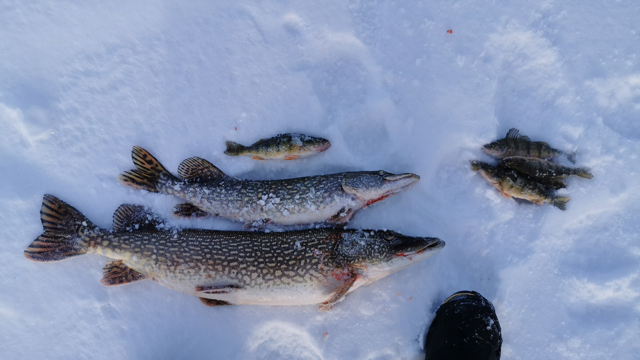 IMG-20220130-WA0009 (1)