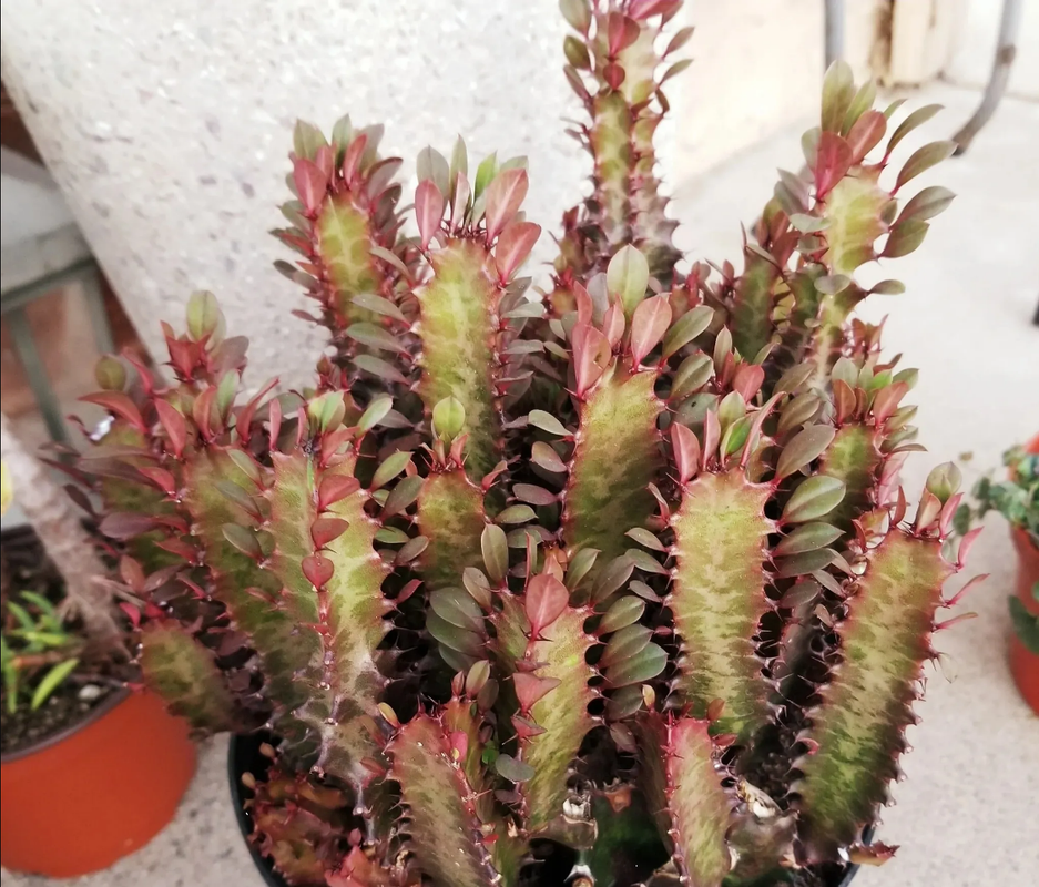 ¿Cómo es la flor de la Euphorbia trigona? Conoce todo sobre esta suculenta