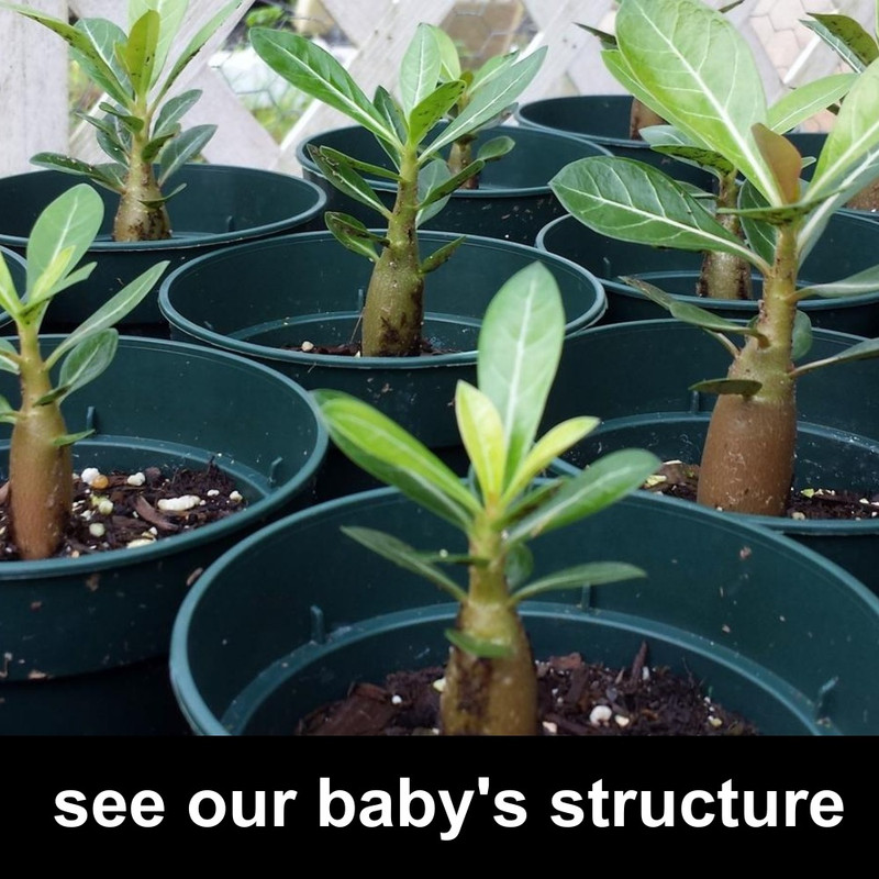 see-desert-rose-structure.jpg