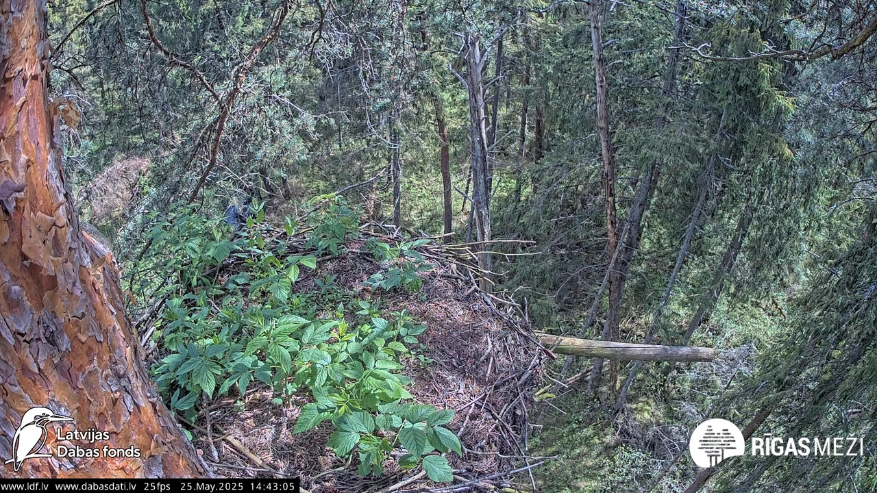 Melnais stārķis (Ciconia nigra) Rīgas mežos 4-6-10 screenshot