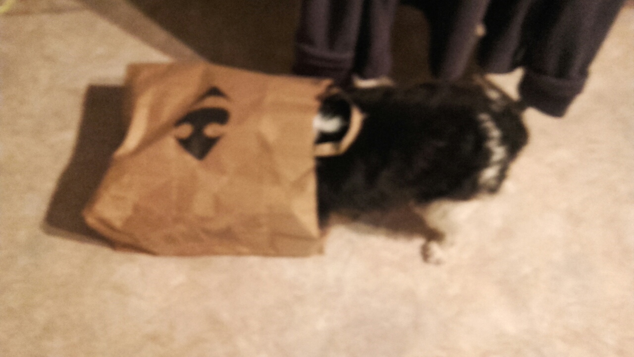 шарит по пакетам2