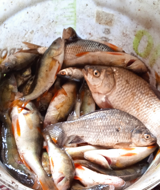 рыба грибы 042