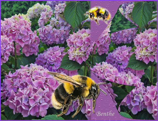 hortensia-bloementjespapier