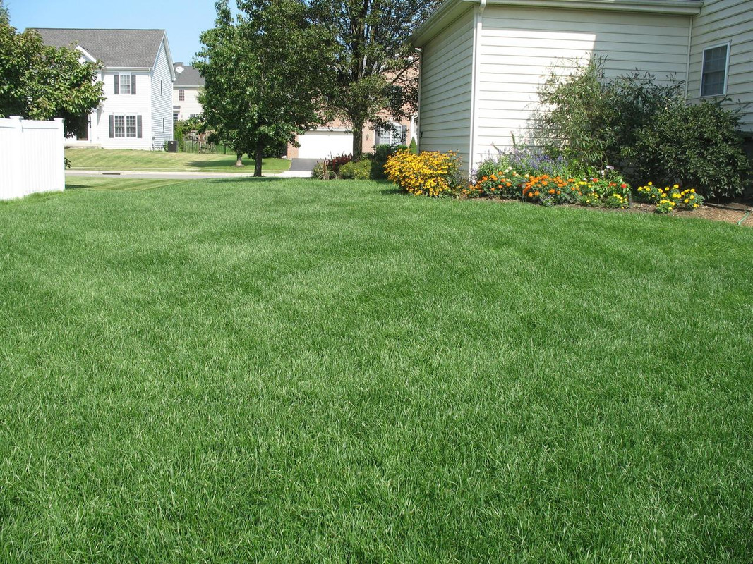 Lawn and Gardens 08.20.2017  (20)