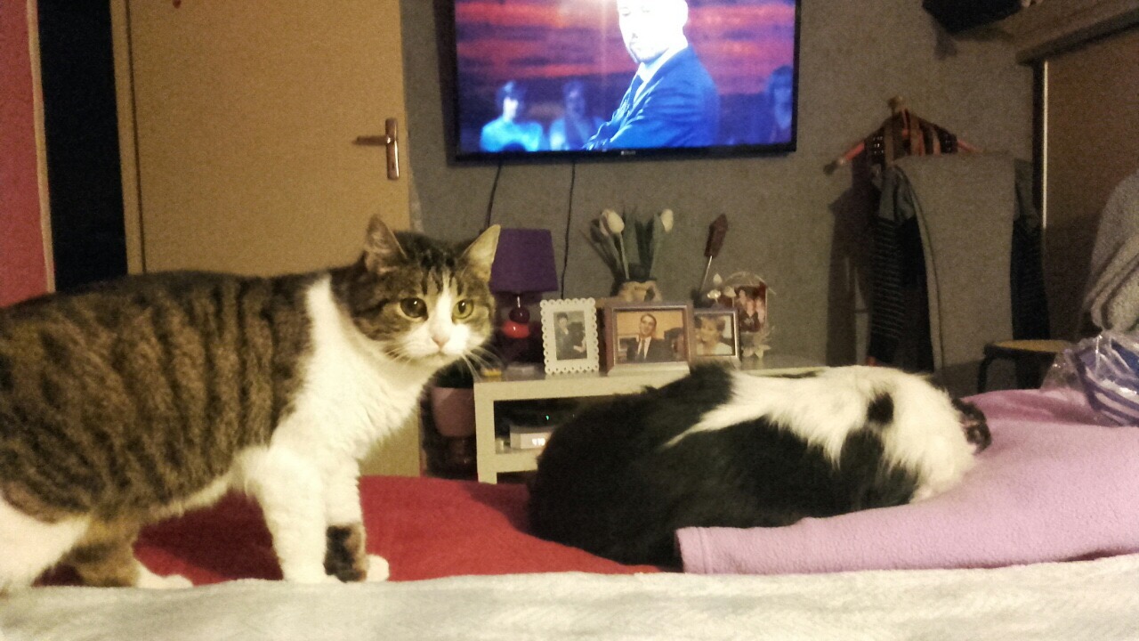 86FC5878-FA5A-4B6E-8CA6-86CBB91F26FD