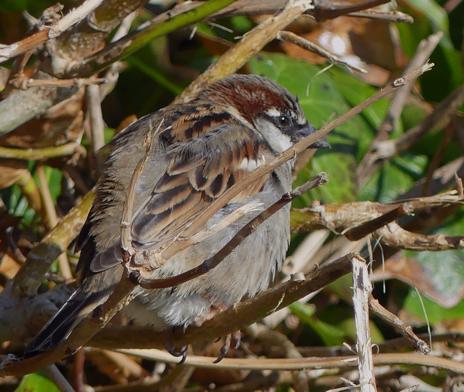 SPARROW 2