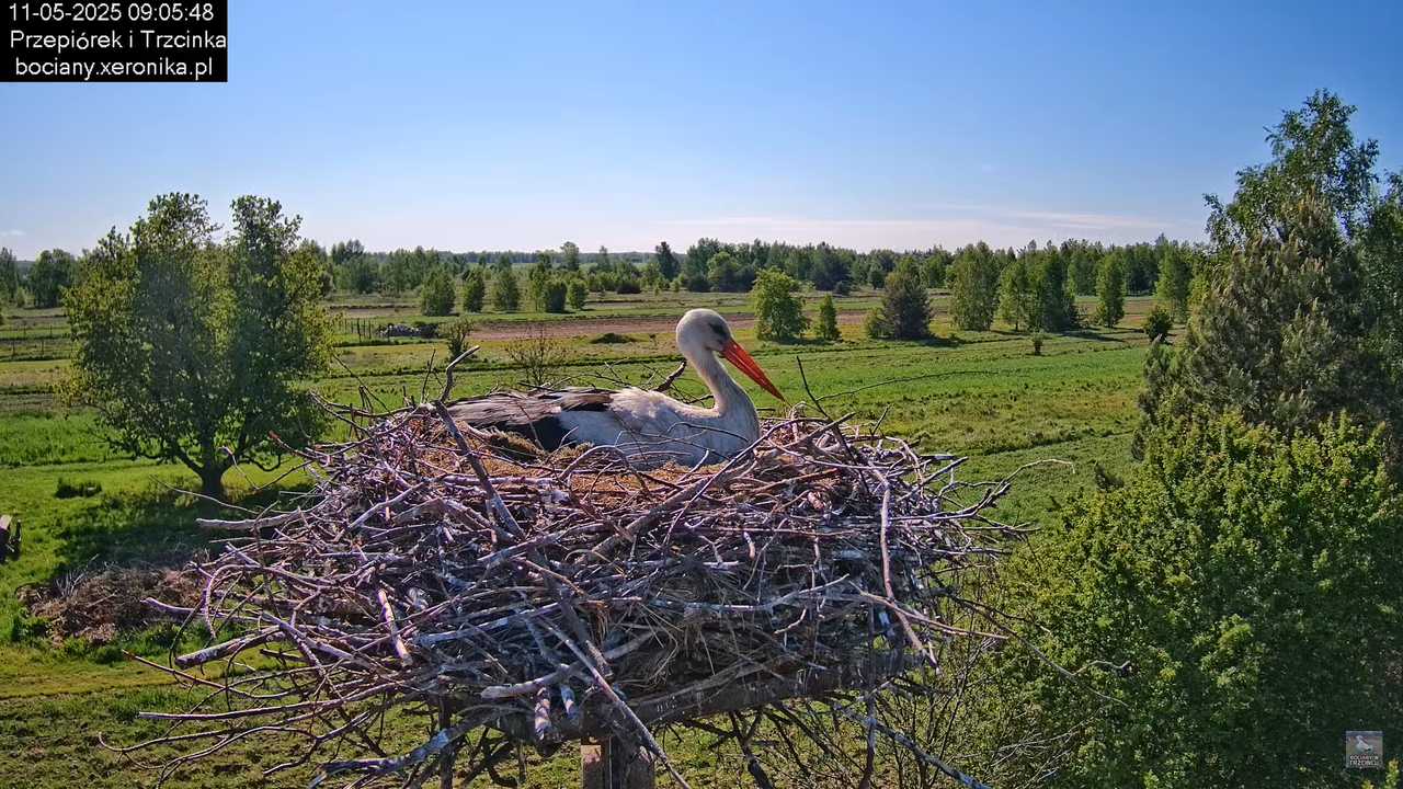 11052025bociany18