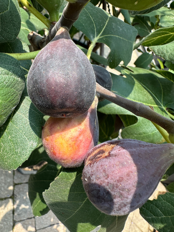 figs-77.jpg