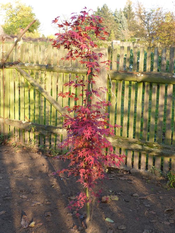 2014-11-07 Herbstfärber - Z Acer palmatum