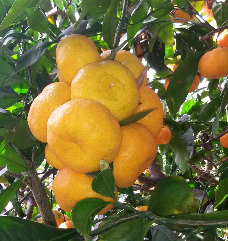 Mas-Sat-pic22(12-4-21)