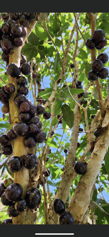 D3215BB5-8ABE-40D6-950E-539F3AEAC27B