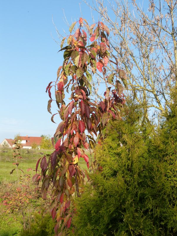 2014-11-07 Herbstfärber - Säulenzierkirsche