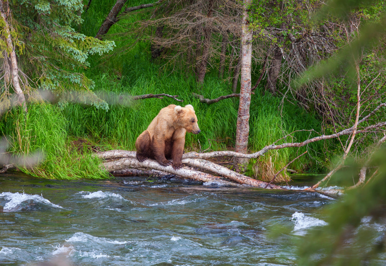 Brown bear poised above the falls waiting for salmon to leap