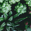 Plants-A-3