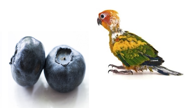 can baby parrots eat blueberries