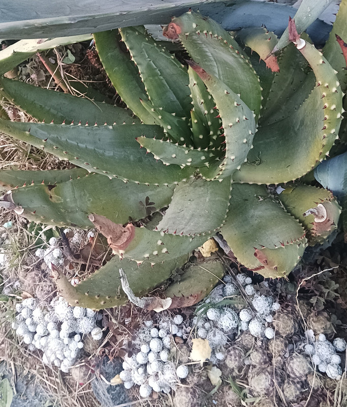 IMG_20250413_193045~2