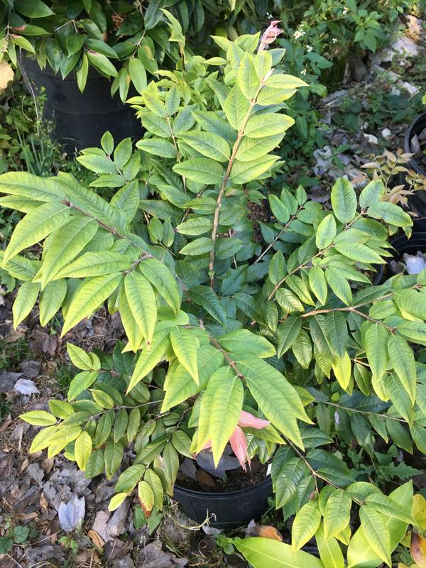 Sapucaia