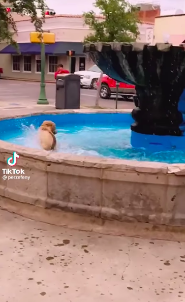 La felicidad de este perro mientras juega en una fuente conmueve y se hace viral