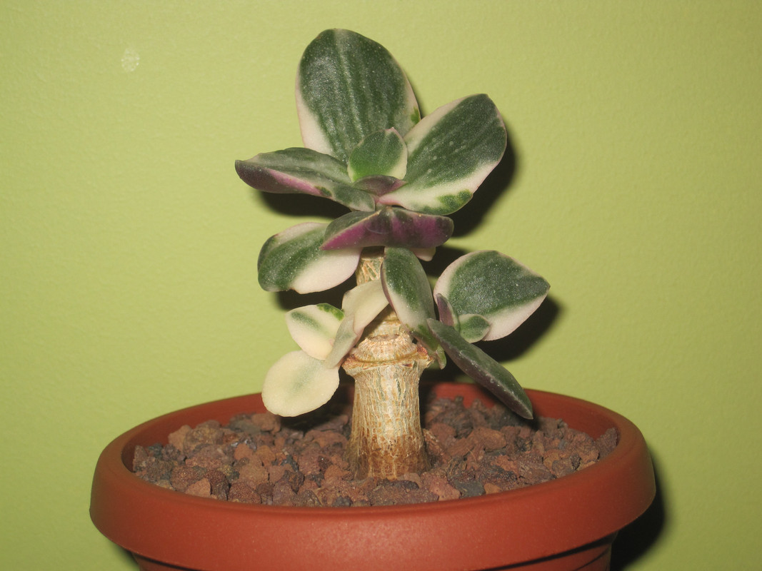 Триколор 23.12.2022 г