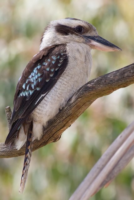 Laughing-kookaburra-dec08