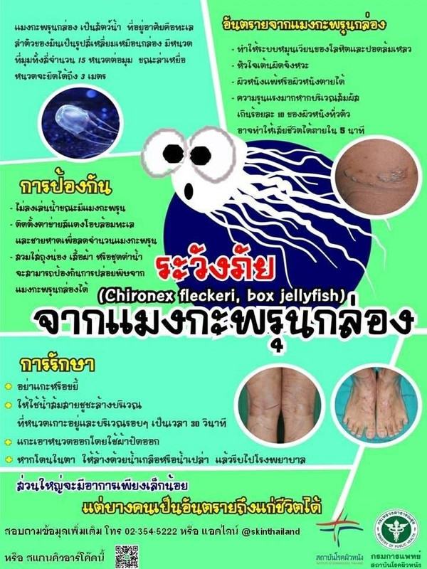 แพทย์สถาบันโรคผิวหนังเตือน ภัยอันตรายจาก ?แมงกะพรุนกล่อง? แนะควรเรียนรู้การปฐมพยาบาลเบื้องต้น