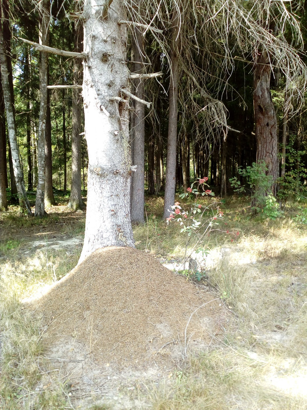 IMG_20180831_134505_3CS