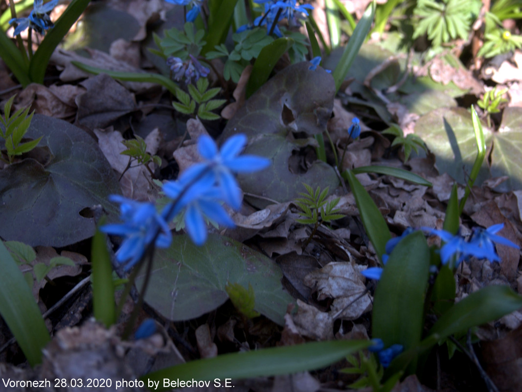Воронеж, весна, Олимпик Воронеж, весна, Олимпик