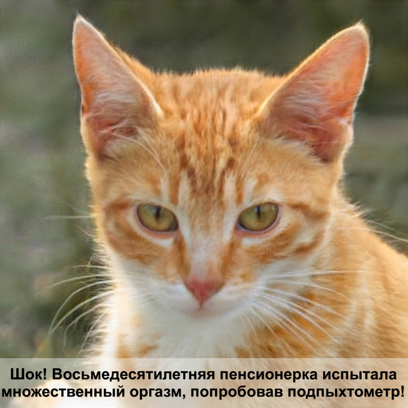 корм для кошек happy cat