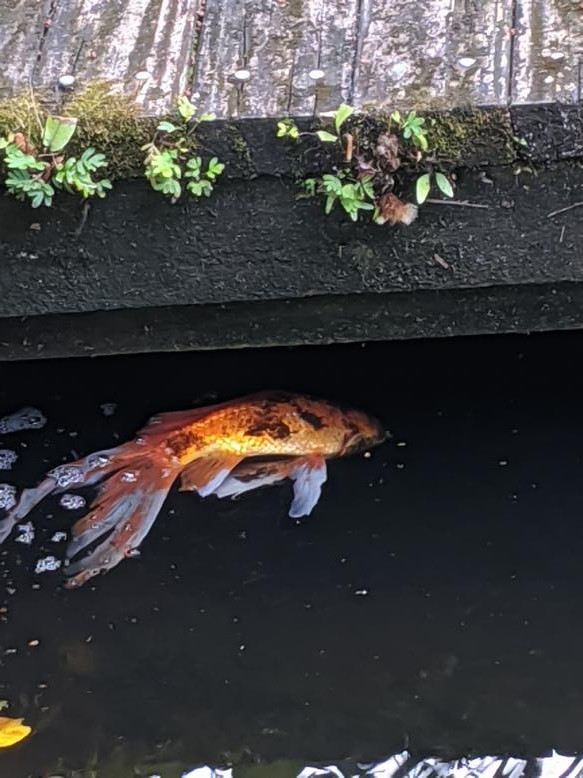 My entire population of gold fish died overnight, only one survivor