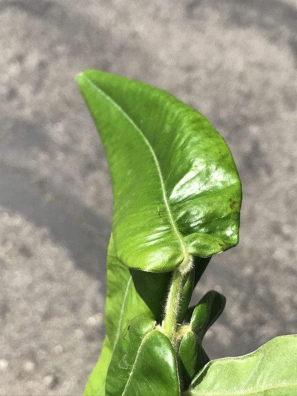 CAA07434-369D-4C9D-80B2-A892022B6ECF