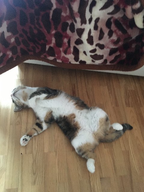 38321-A72-332-A-435-A-BE04-CD39-A7747-FD