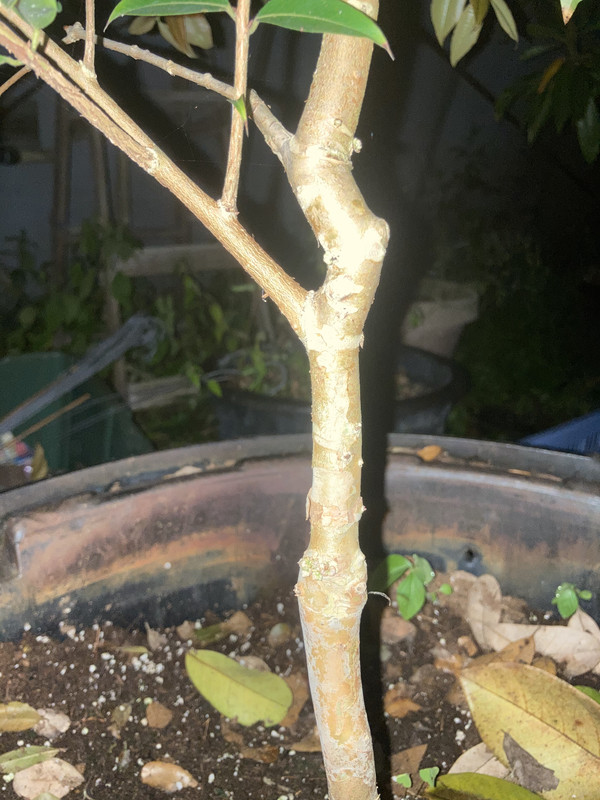 E45FF605-38A5-4610-8AD1-C7AFB00C769C