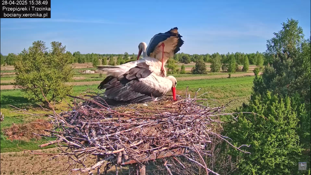28042025bociany_1