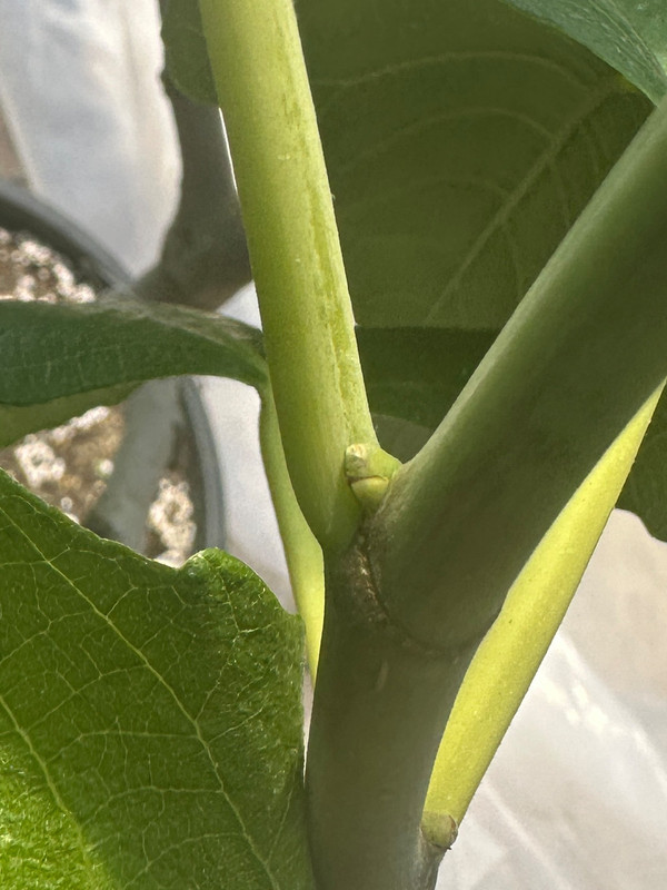 figs-589.jpg