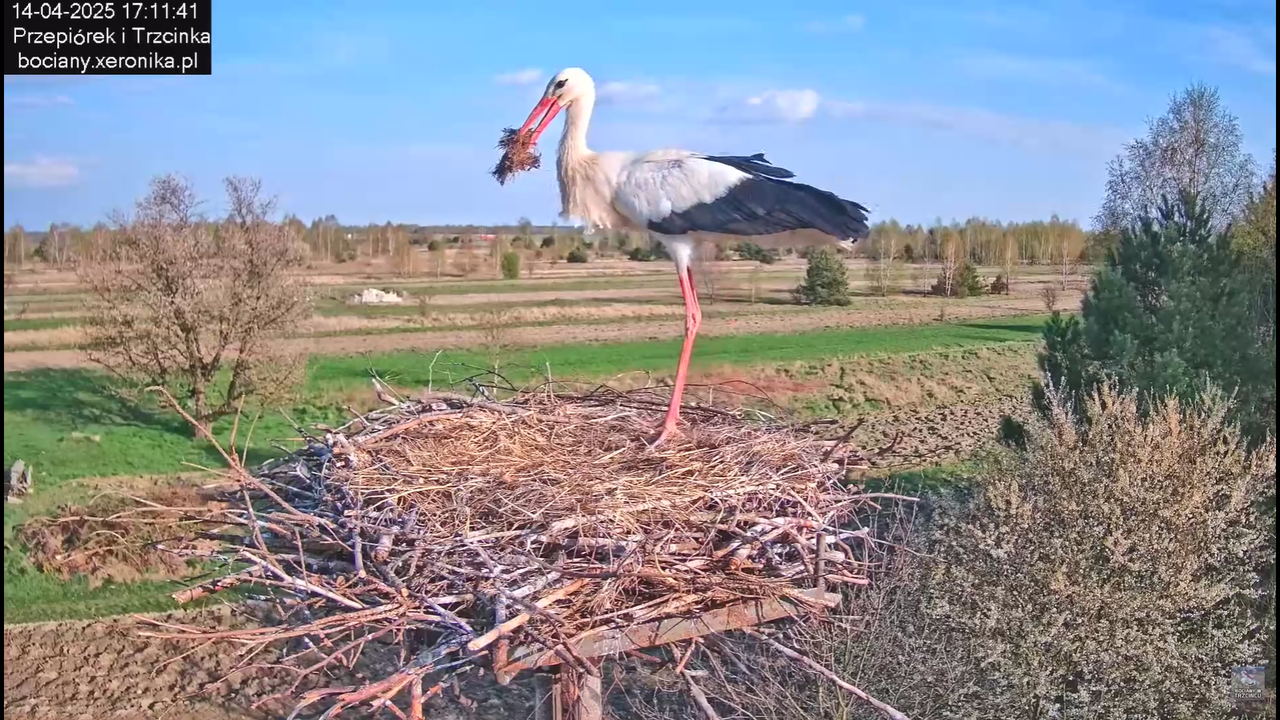 14042025bociany_3