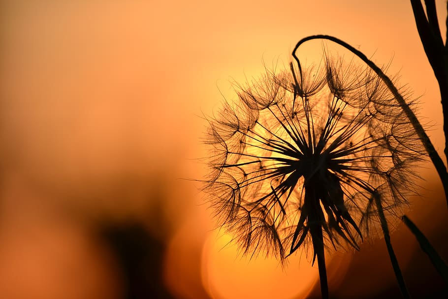 [Image: dandelion-sunset-flower-nature-autumn-in...vening.jpg]