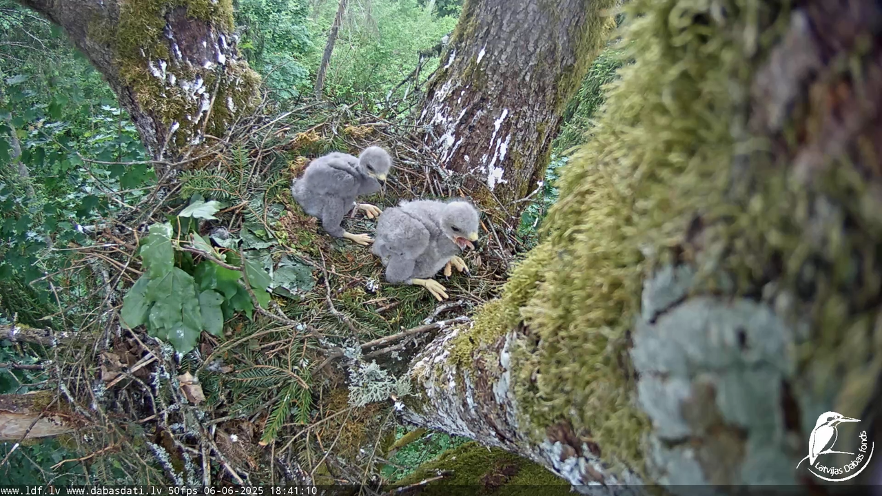 Melnās klijas (Milvus migrans) Kurzemē_ peļu klijāni (Buteo buteo) 14-9-54 screenshot