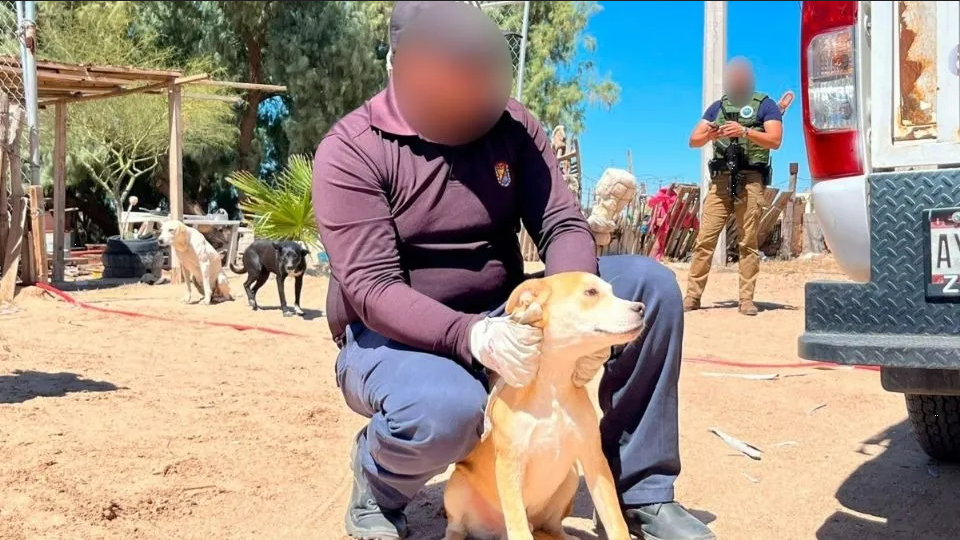 Menor de edad es investigado por las autoridades por abusar sexualmente de animales