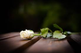 [Image: white-rose.jpg]