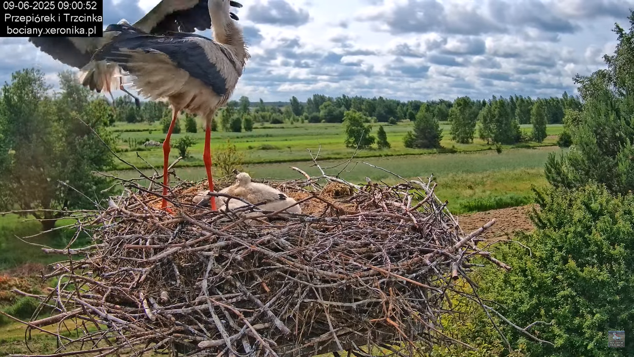 09062025bociany21