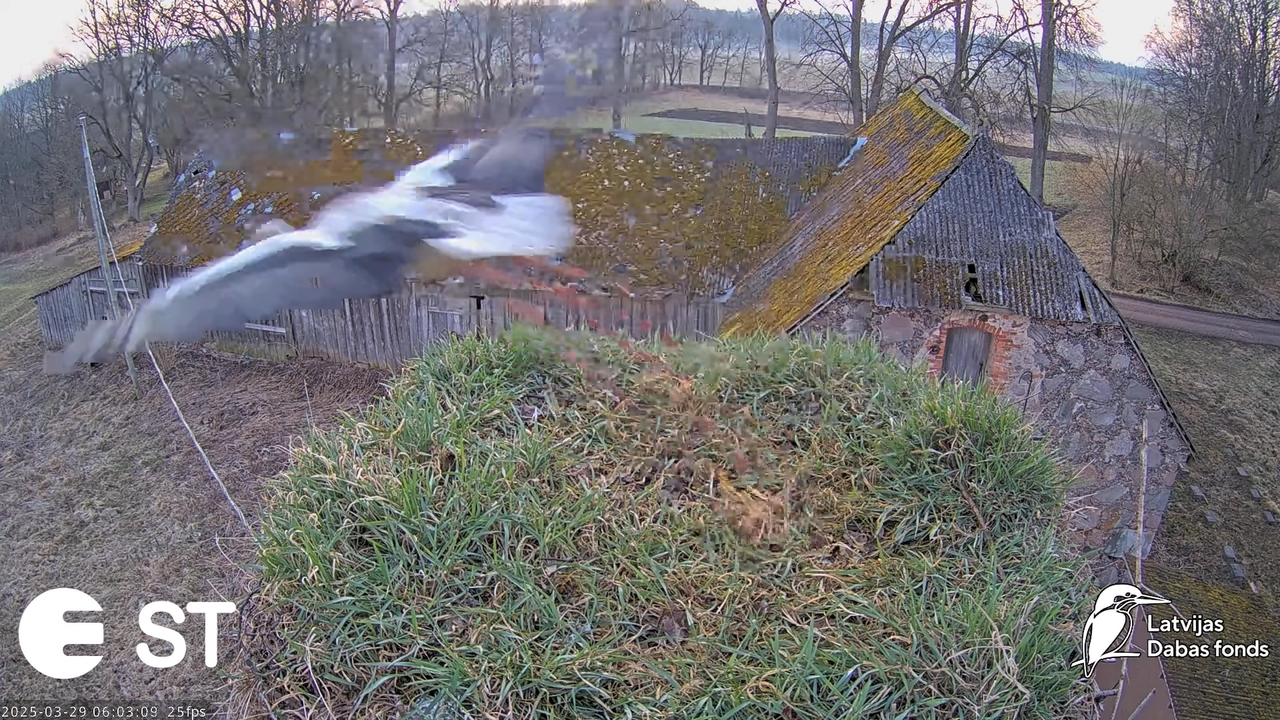 (19) Baltie stārķi (Ciconia ciconia) Tukuma novadā __ White storks in Tukums, Latvia - YouTube - 583