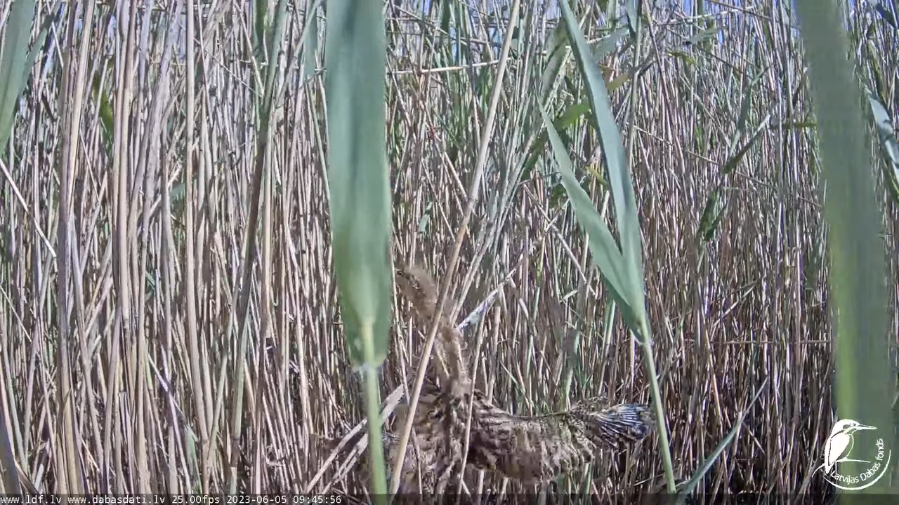 Lielais dumpis (Botaurus stellaris) Engurē - LDF tiešraide 12-21-31 screenshot
