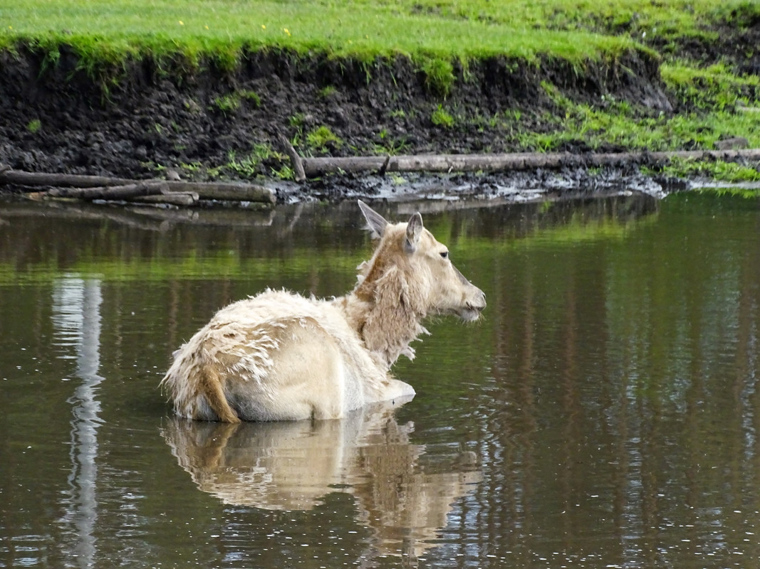 10.04 - rogaty3 (irycki)