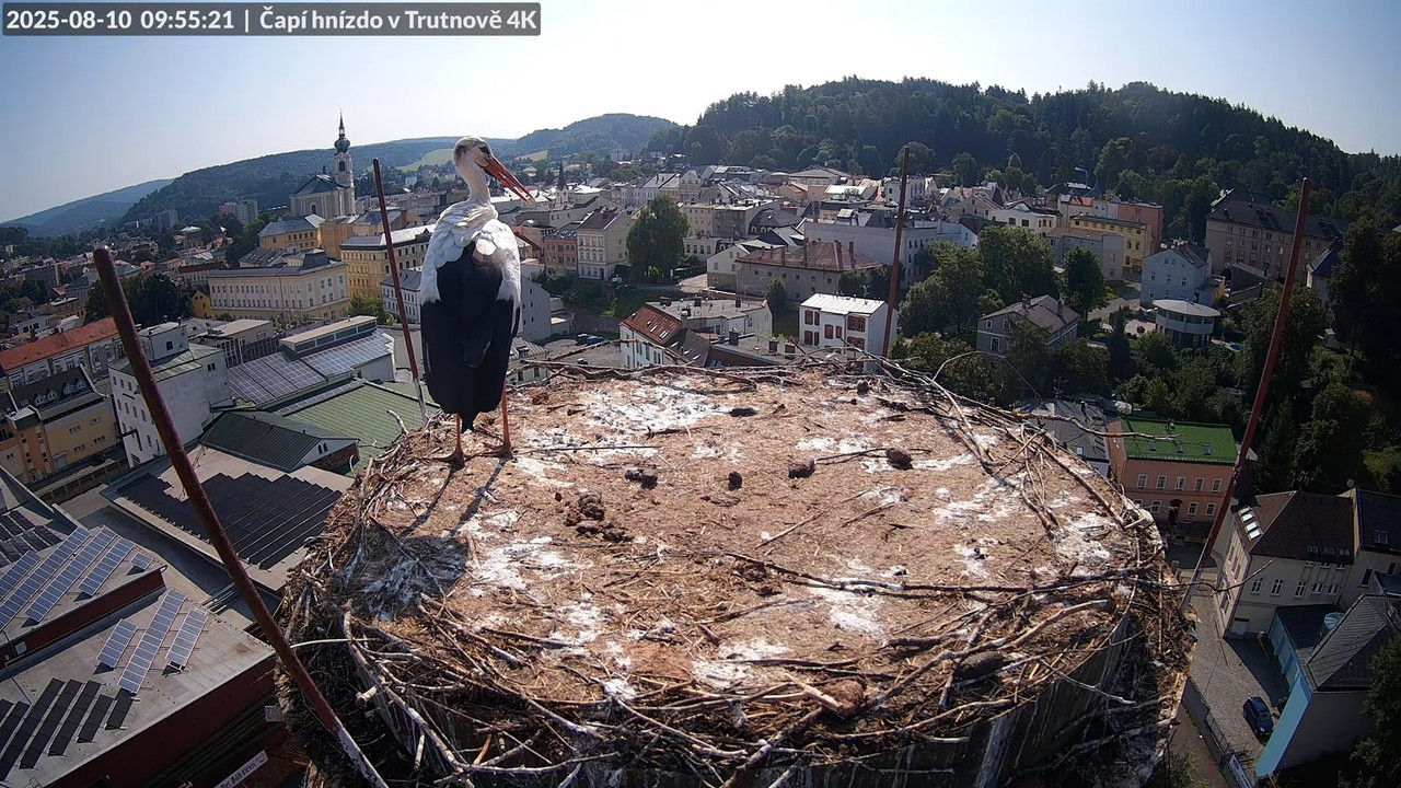 Tiešraide no stārķa ligzdas uz alus darītavas skursteņa Trutnovā 12-15-37 screenshot