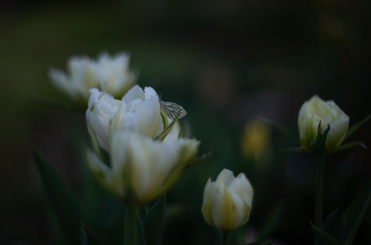 IMG-7443f68c05d09e135452cd9830525ff7-V