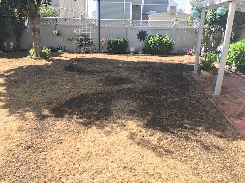 2017_Backyard_Seed_Down_Leveling_9_small