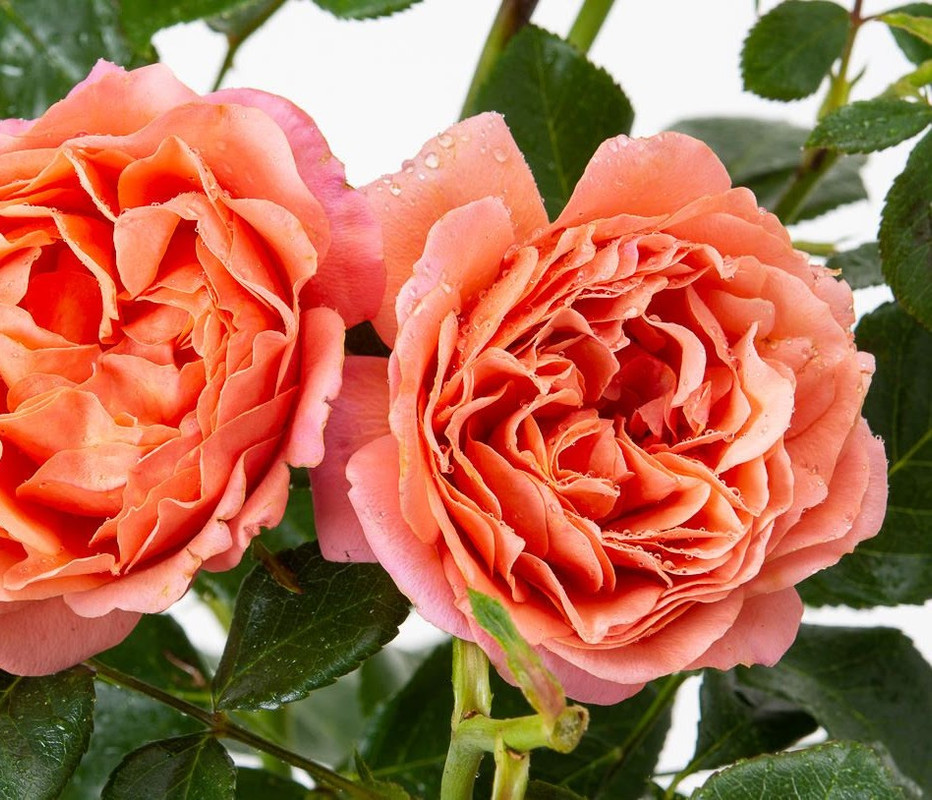 CORAL LIONS-ROSE ADR Rose