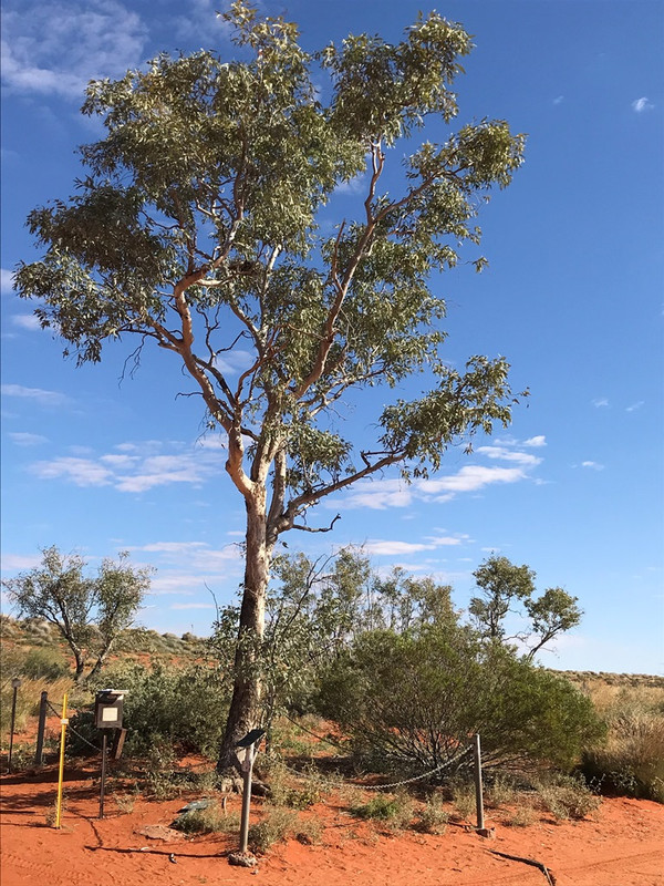 2019-Madigan-Line-Simpson-Desert-TRIP-552.jpg